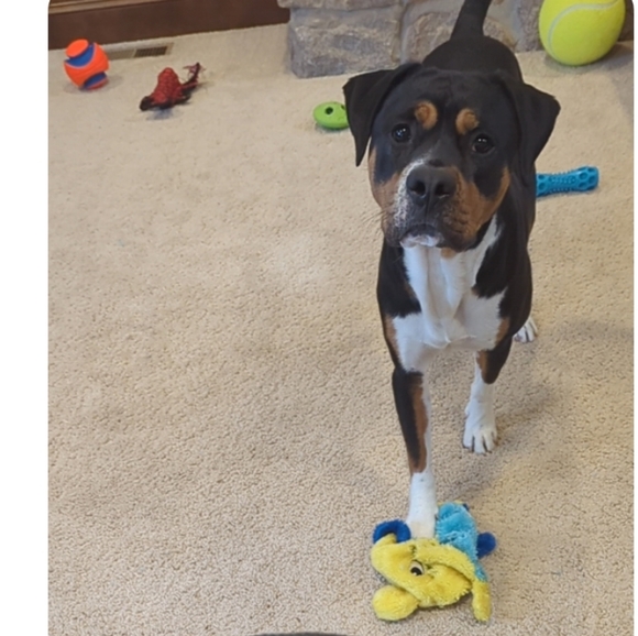 New BETSEY JOHNSON Sparkle Gift Box Earrings - Picture 5 of 5